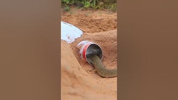 Primitive technology - Easy Snake Trap Using Plant Catch Big Snake in Hole #snaketrap