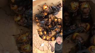 The Asian Giant Hornet is TERRIFYING