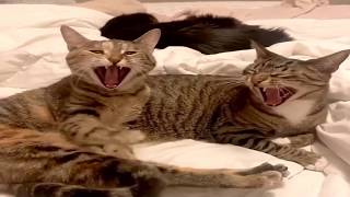 Funny pets | Cute pets | lovely moments | cats video | Compilation  #15