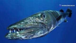Barracuda Fish: The Ocean's Misunderstood Predator!