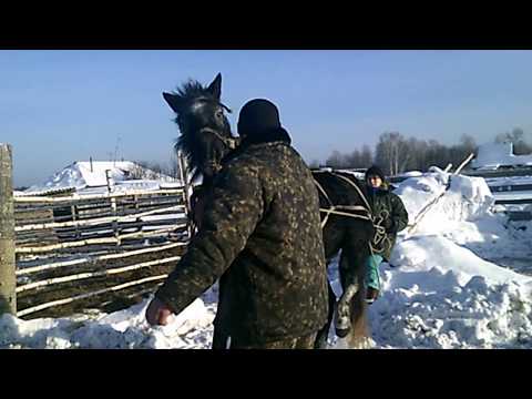 КАК ЗАПРЯГАТЬ НЕОБУЧЕННУЮ ЛОШАДЬ.