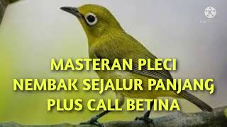 MASTERAN PLECI NEMBAK SEJALUR PANJANG PLUS CALL PLECI BETINA