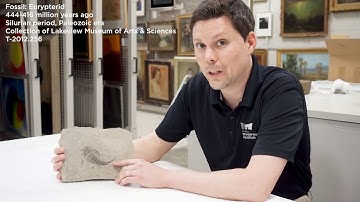 Objectively Speaking | Eurypterid Fossil