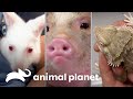 ¡3 mascotas muy inusuales! | Dr. Jeff, Veterinario | Animal Planet