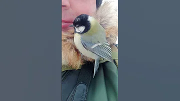 Я понравился синице / The bird liked me
