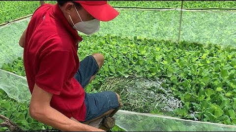 Giao Ốc Bươu Đen Giống Cho Khách Hàng Ở Gò Công Tây-Tiền Giang | Liệt Vlog