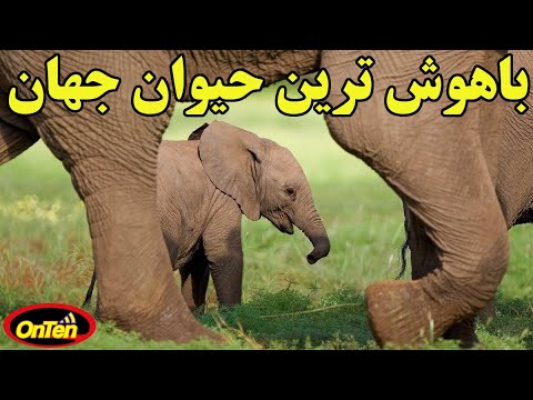 فیل حیوانی عجیب و بسیارهوشمند با رفتاری مدبرانه