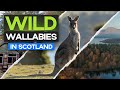 Wild WALLABIES in SCOTLAND! - A Weekend Adventure