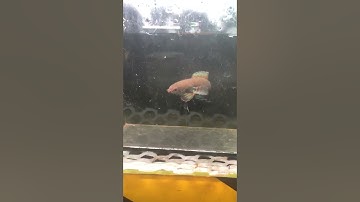 Đóng hàng cá lóc andrao #caloccanh #calockieng #andrao #channa #channamaru #yellowsentarum #shorts