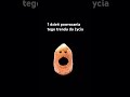 1 dzień