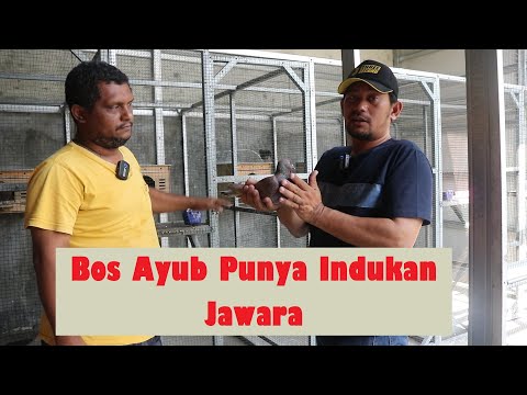 Jalan-Jalan Ke Markas Tim Merpati Maxico Bir Farm || Brebes