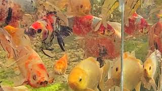 My pretty fish in their above-ground 'penthouse' by rockcityfilms3 16,067 views 3 weeks ago 2 minutes, 1 second