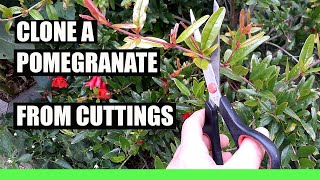 CLONE any POMEGRANATE tree from Cuttings  100% Success Grow Endless trees for FREE!