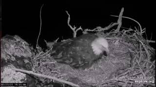 Two Harbors nest, K 82,Cholyn laid her first egg.