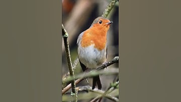 The Robin