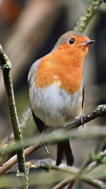 Nyanyian Indah Burung Robin - Suara Burung #shorts