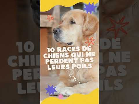 Vidéo: 7 races de chiens qui ne recherchent pas l’affection de tout le monde
