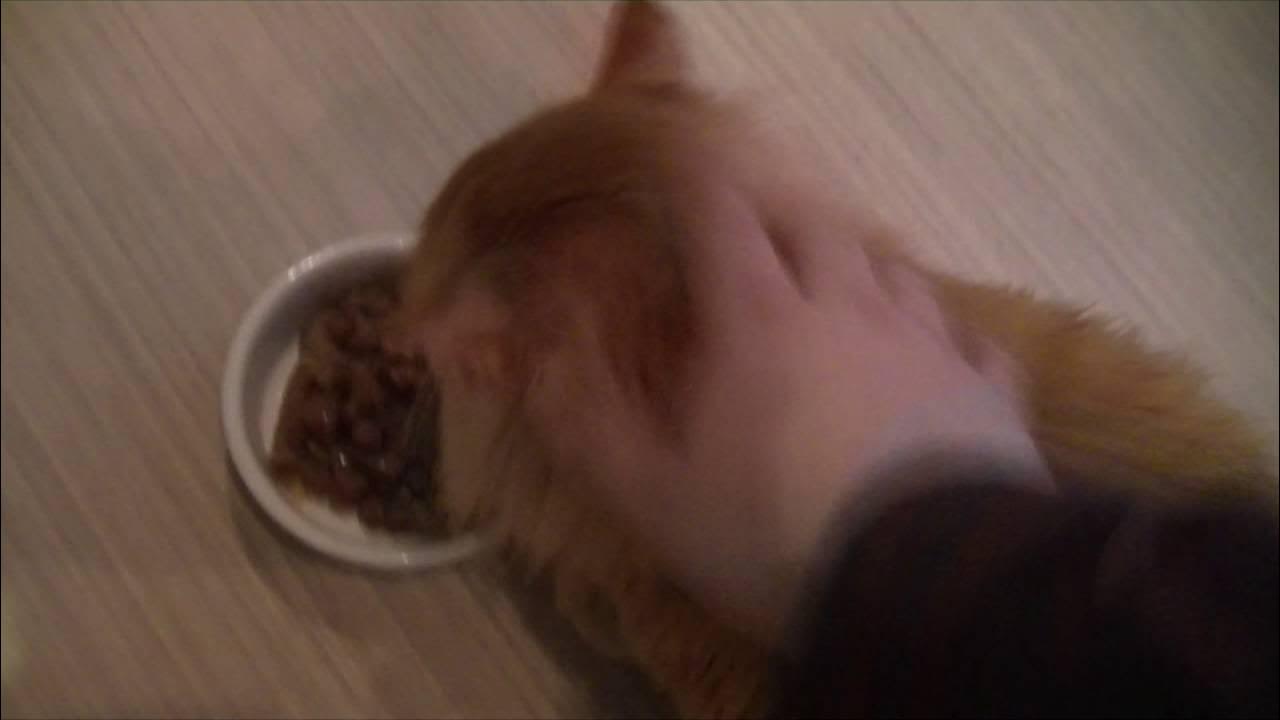БАРСИК - YouTube
