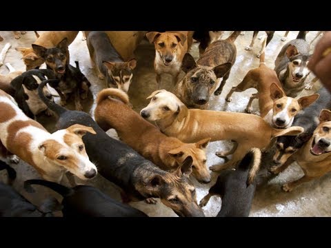 Vídeo: Como Abrir Um Abrigo Para Animais Sem-teto