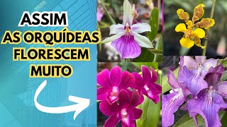 Orquídeas Floridas Por Aqui Mesmo Com Muita Chuva