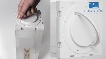 Humane Mouse Trap