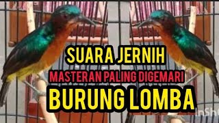 MASTERAN BURUNG KOLIBRI WULUNG GACOR SUARA JERNIH ampuh buat pancingan kolibri wulung bahan