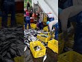 剛捕獲 新鮮海魚 你隨意買 Amazing much fresh fishes for selling, 粉鳥林漁港 定置漁場 #fish #freshfish #netting 5 MP4 0 01