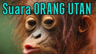 SUARA ORANG UTAN (suara binatang)