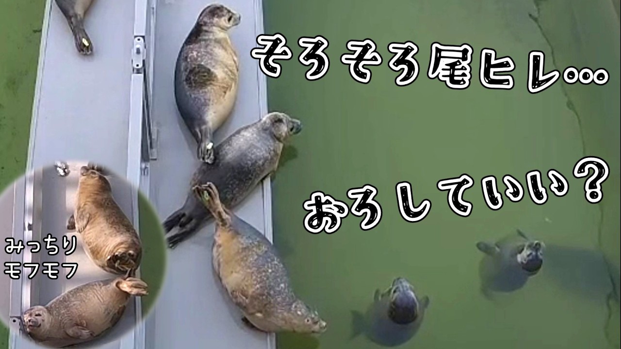 そろそろ…いい？エンジェルのために尾ヒレを上げつづけるふたり【アザラシ幼稚園】