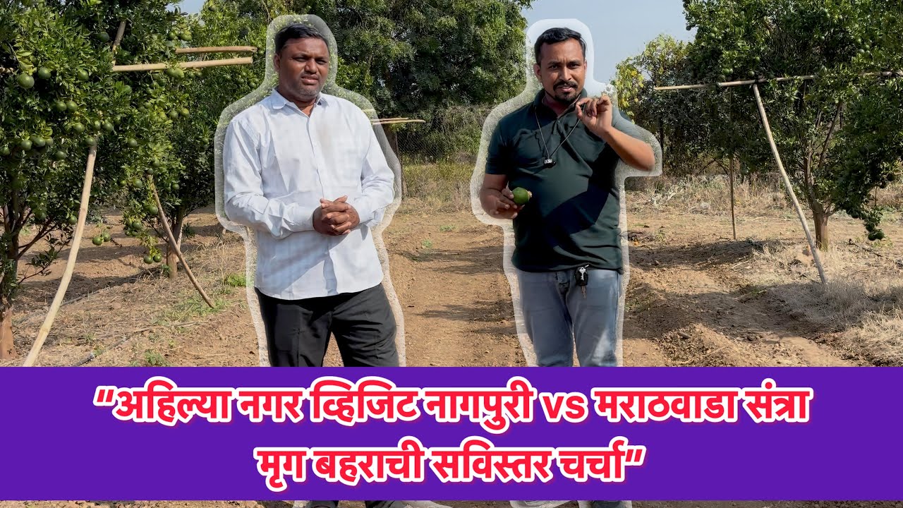 “अहिल्या नगर व्हिजिट : नागपुरी vs मराठवाडा संत्रा – मृग बहराची सविस्तर चर्चा”