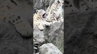 A Snow Leopard with her cubs about 3 months old