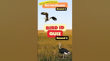 Bird Identification Quiz 🦜 | Can You Name These Birds? Round 2! #birds #quiz #birdquiz #birding
