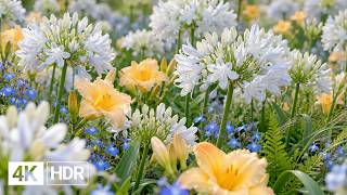🌸 Flowers & Colorful Garden Corners 4K | Gentle Piano & Peaceful Nature