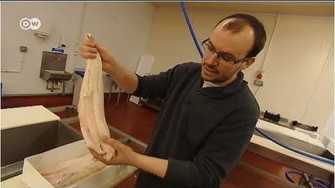 À la carte: A Fish Recipe From Derry/Londonderry | Euromaxx