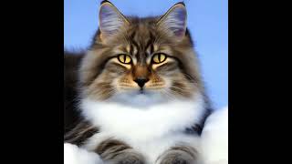 Discover the Majestic Siberian Cat: A Guide to Their Personality, Care, and History