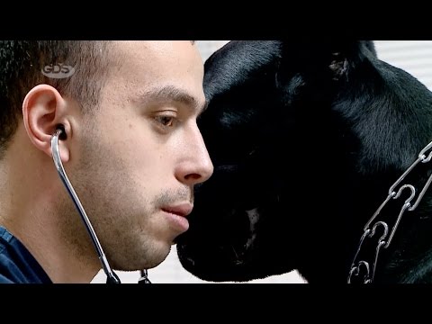 ოთხფეხა მეგობრების მოვლასთან დაკავშირებული კითხვა-პასუხი