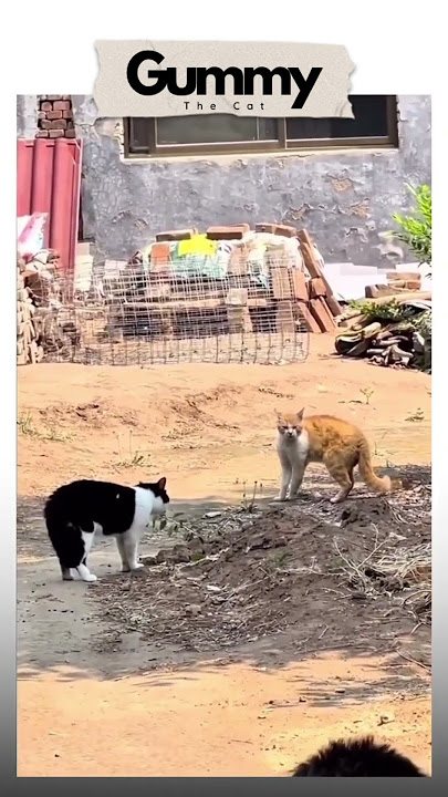 AKAN KU HADAPI OYEN, TAPI GEMETER DIKIT #cat #kucinglucu #oyen #9gag