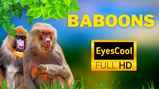 Baboons compilation  EyesCool Wildlife || Baboon Life documentary Ultra HD