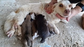 Injured mother dog was trying to raise her newborn puppies.