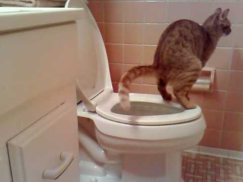 cat pooping in toilet