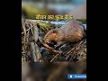 सर्दियों का सबसे चालाक जानवर!”#facts #shorts