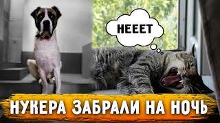 видео: Забрали лаючих собак на ночь. Меня чуть не задавила моя машина . Приехал Валера. Реакция собак на... картинка: Забрали лаючих собак на ночь. Меня чуть не задавила моя машина . Приехал Валера. Реакция собак на...