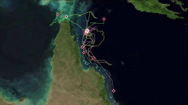 Studying Tiger Sharks with Richard Fitzpatrick