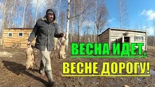 СВИНЬИ ВМЕСТО ТРАКТОРА / ЛЕБЕДИ / ХУТОР ЗАГАЙКИ