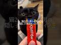 猫2匹と暮らす男の隠し子再会ルーティン👨💼✨