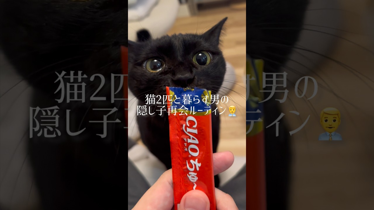 猫2匹と暮らす男の隠し子再会ルーティン👨💼✨