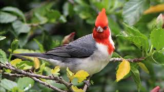 Maui, Hawaii - Red-Crested Cardinal, July 2020