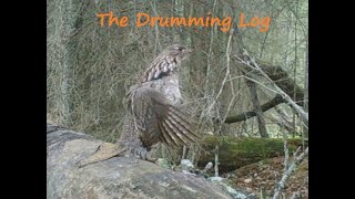 The Drumming Log