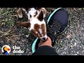 Tiniest Baby Deer Asks Woman To Rescue Him | The Dodo Faith = Restored