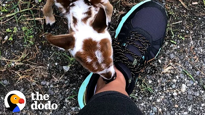 Tiniest Baby Deer Asks Woman To Rescue Him | The Dodo Faith = Restored - DayDayNews